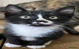 Mixed Breed cats for sale: Last gorgeous male boy - Image 1