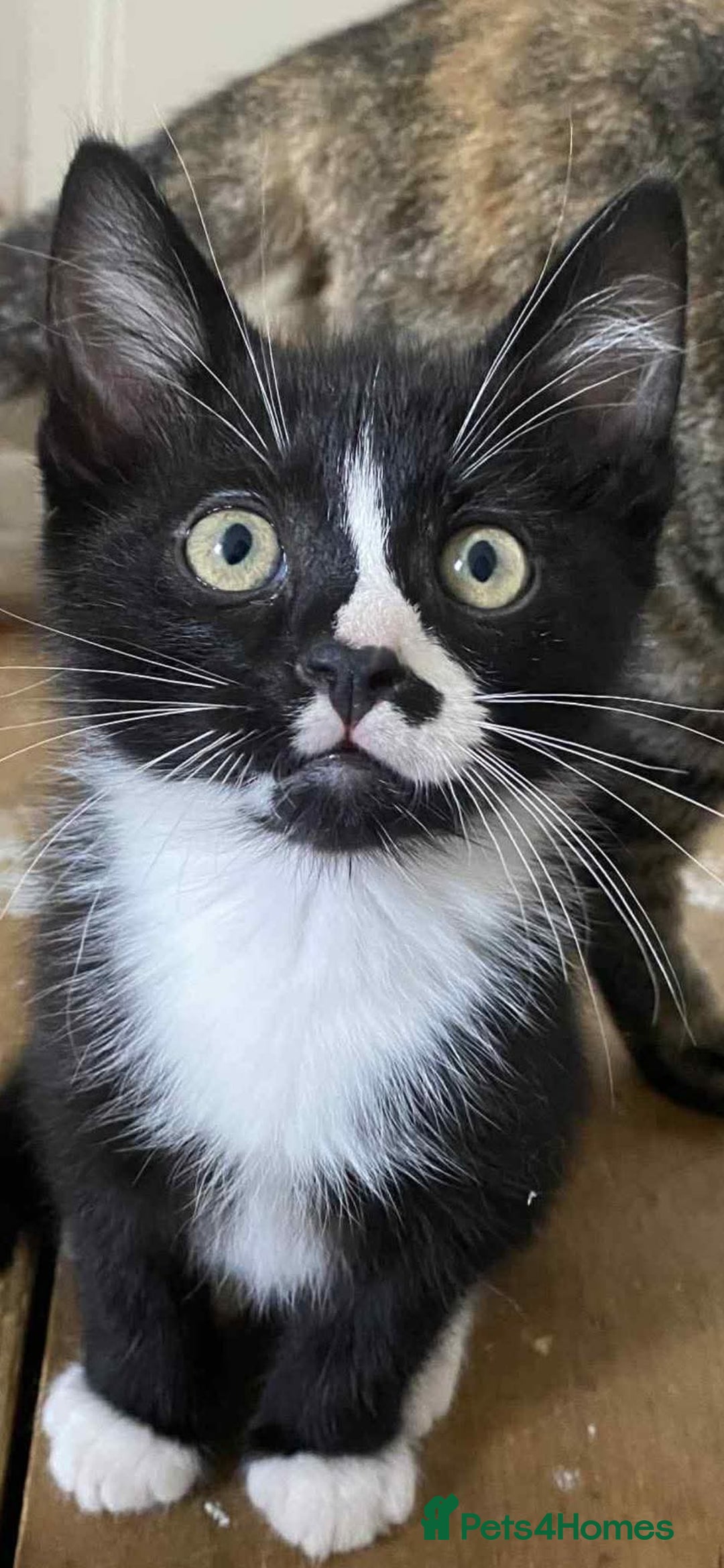Mixed Breed cats for sale: Last gorgeous male boy - Image 1