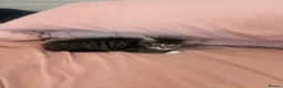 Mixed Breed cats for sale: Kittens for sale  - Advert 2