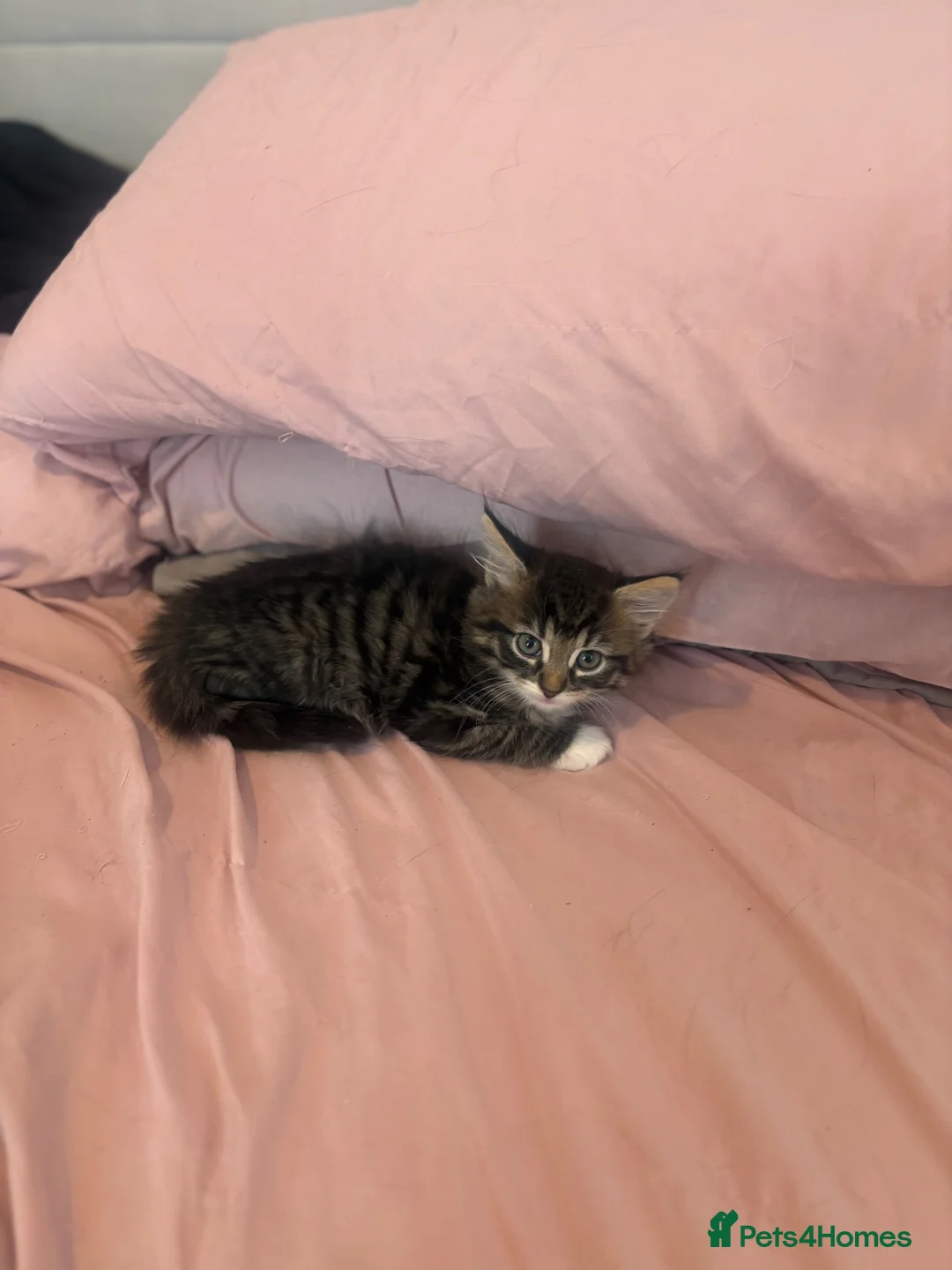 Mixed Breed cats for sale: Kittens for sale  - Advert 2