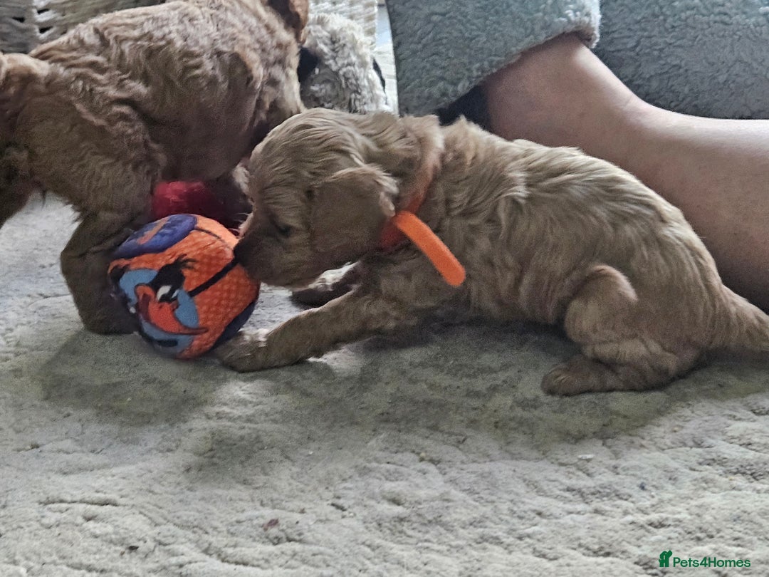 Cavapoo dogs for sale: Cavapoo Puppies  - Image 19
