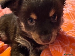 Chihuahua dogs choc boy Tri black tan Tri boy cream girl - Advert 5