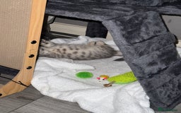 British Shorthair cats for sale: BSH Kitten Bean - Image 31