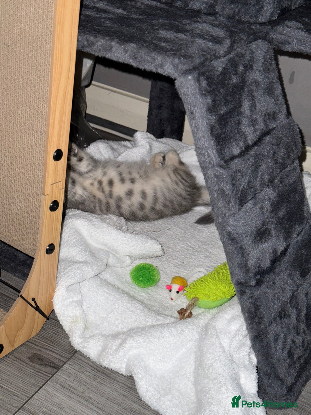 British Shorthair cats for sale: BSH Kitten Bean - Image 31