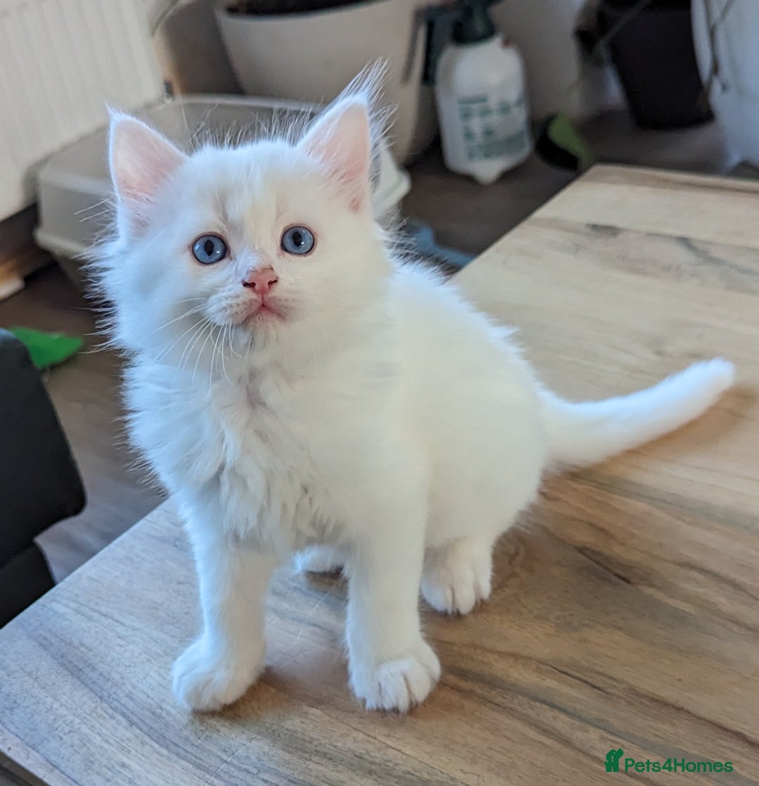 Ragdoll cats for sale: Ragdoll kittens - Advert 19