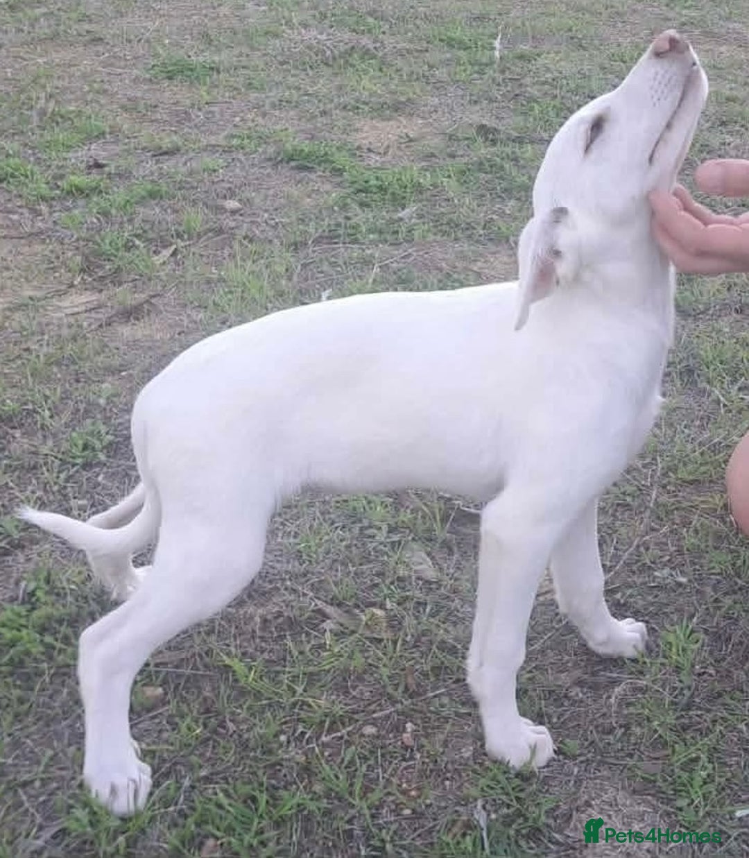 Mixed Breed dogs for adoption: Holly needs a loving home - Advert 7