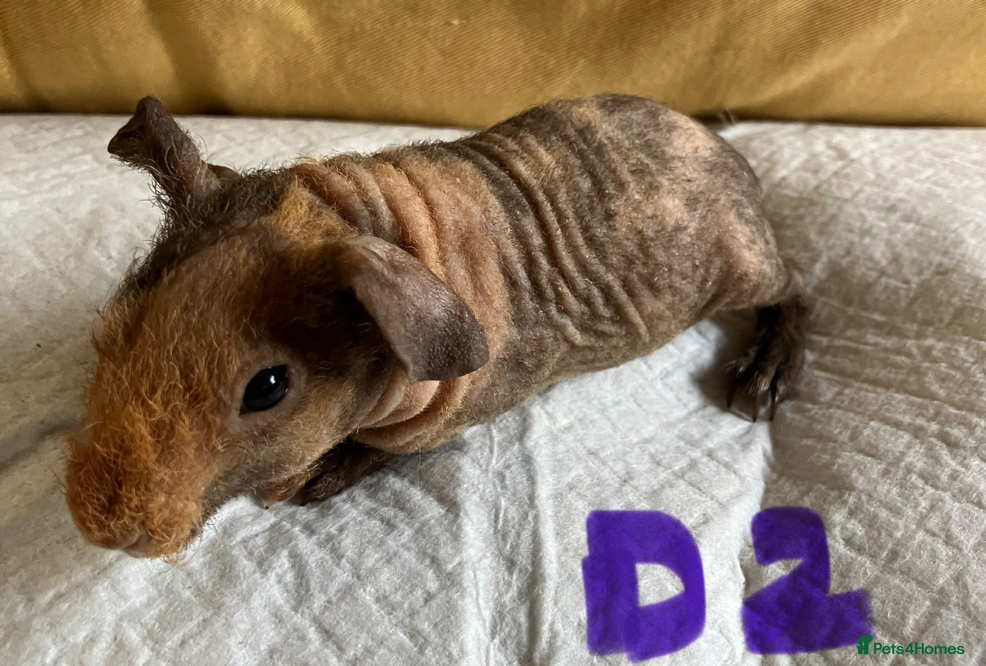 Guinea Pig rodents Skinny pig pups. Boys and girls  - Advert 2