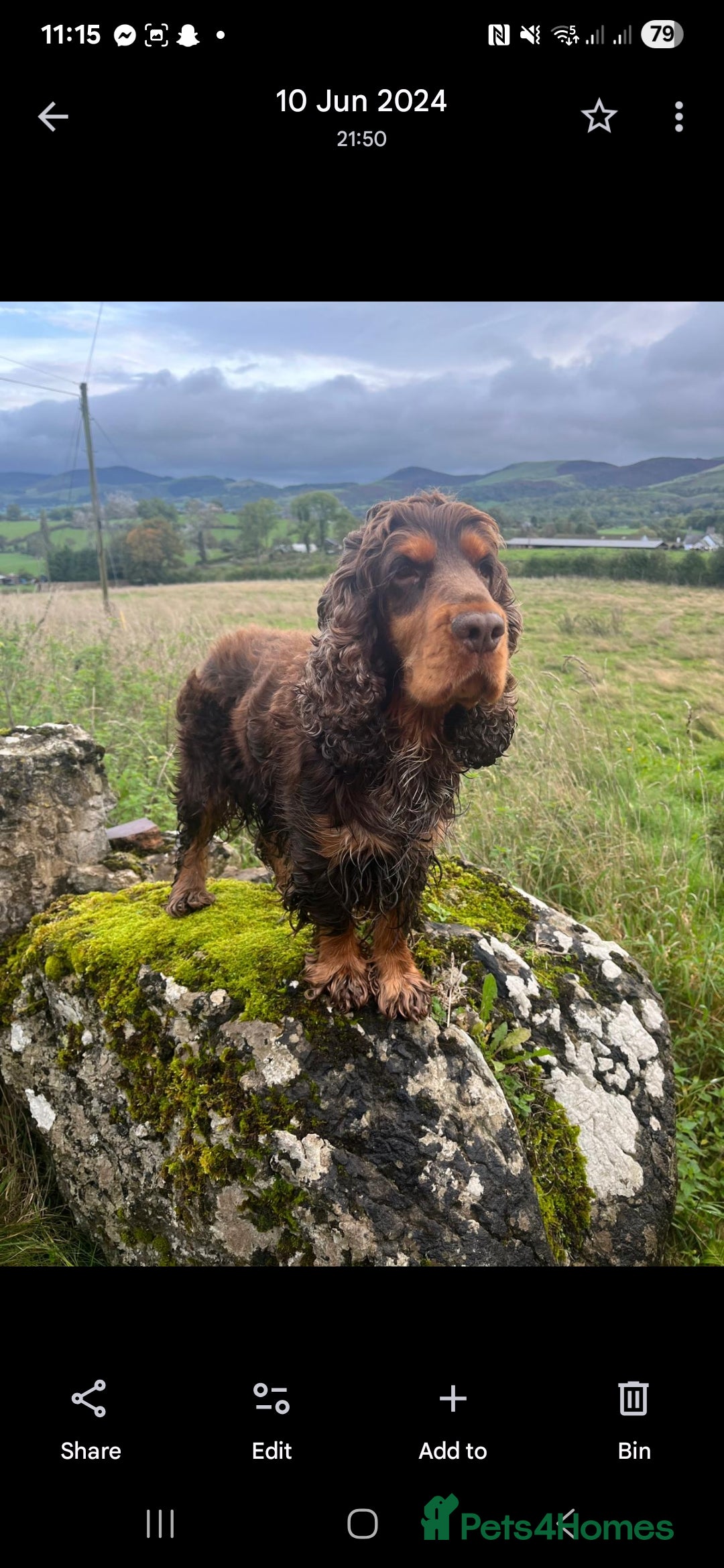 Cocker Spaniel dogs for sale: KC Health tested Golden Show Cocker Spaniel Boy - Advert 6