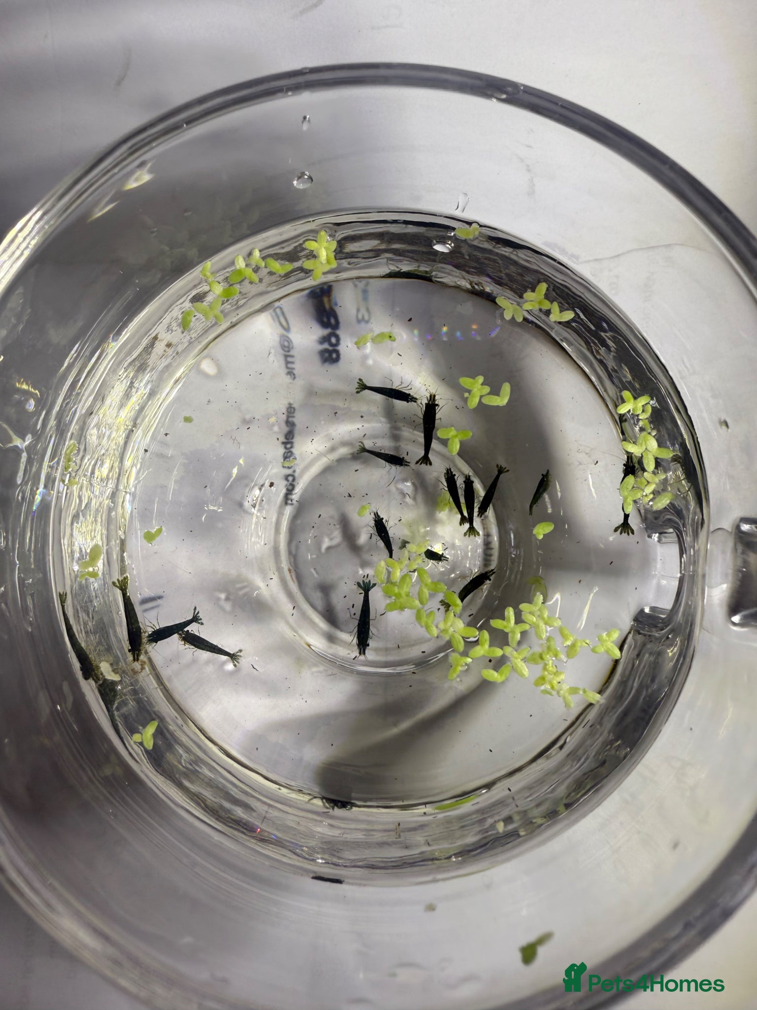 Shrimps fish for sale: Neocaridina Shrimp Green X10 in Colchester - Advert 5