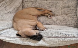 Whippet dogs for sale: KC Registered Whippet Pups - 2 girls left - Image 18