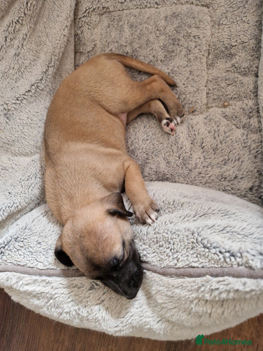 Whippet dogs for sale: KC Registered Whippet Pups - 2 girls left - Image 18