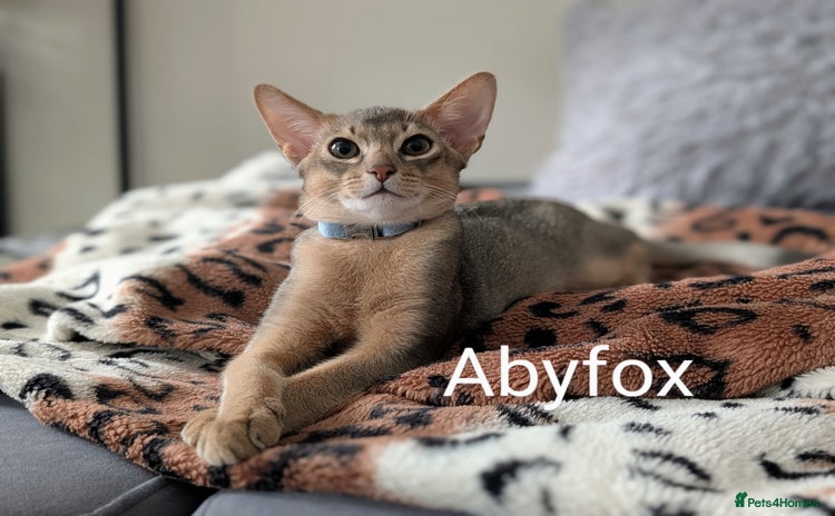 Abyssinian cats in Fareham - Advert 3
