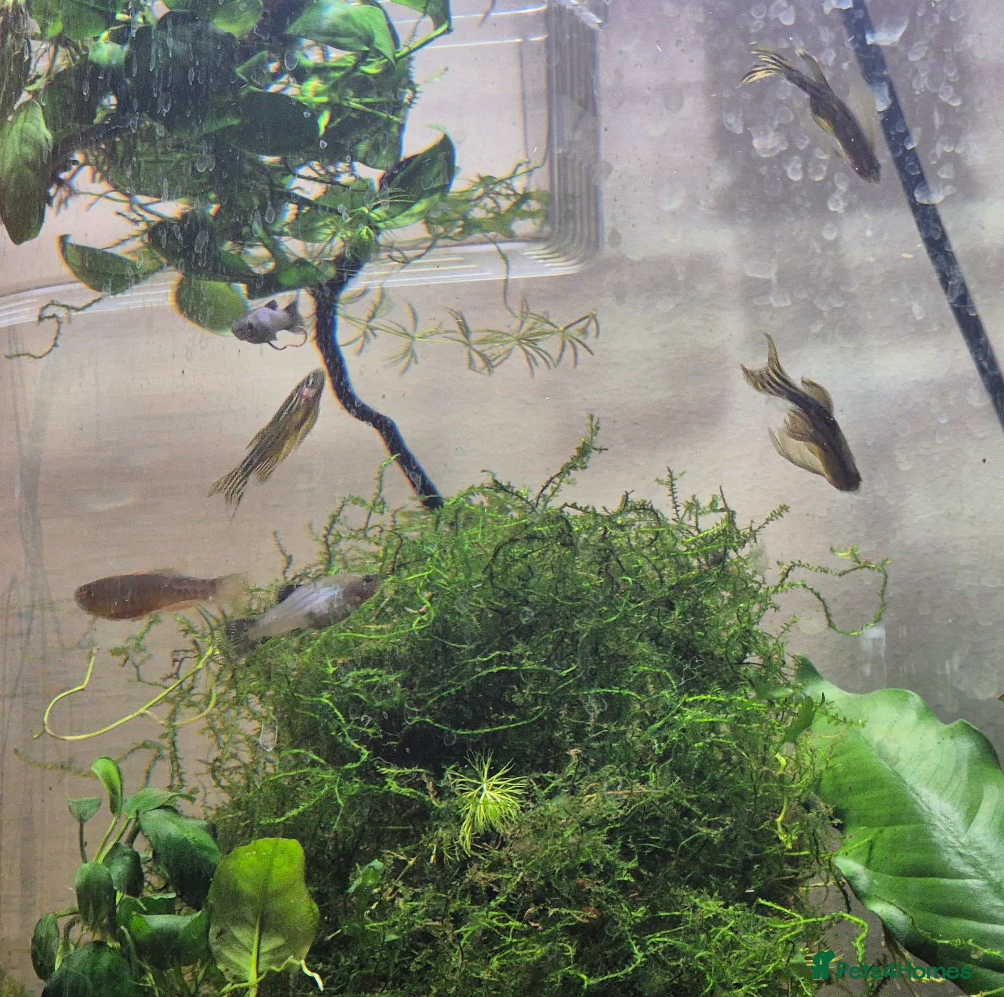 Platies fish 3 Adult Zebra Danios & 3 Pearl Danios - Advert 6