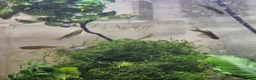 Platies fish for sale: 3 Longfin Zebra Danios & 3 Pearl Danios - Advert 1