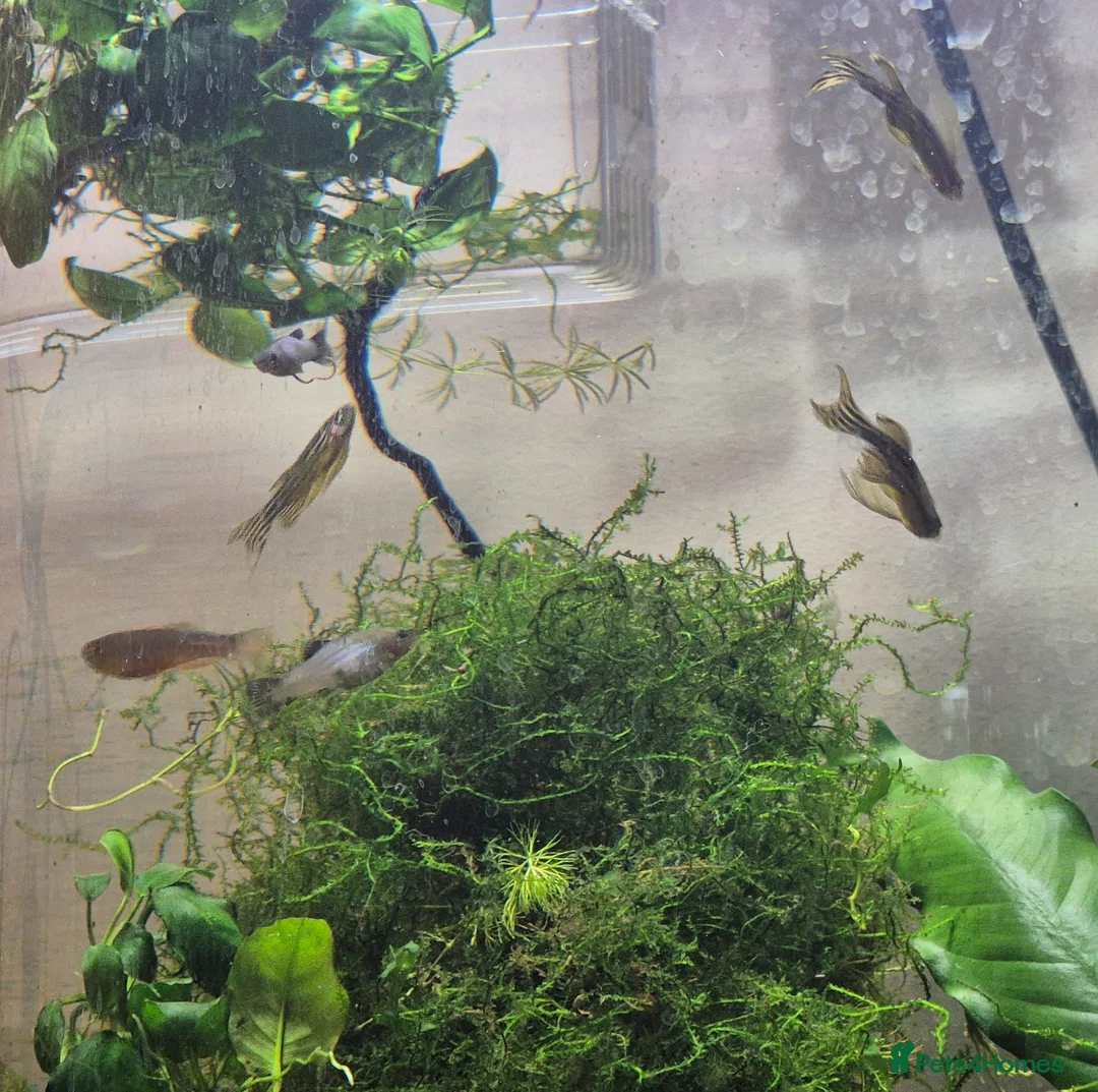 Platies fish for sale: 3 Longfin Zebra Danios & 3 Pearl Danios - Advert 1