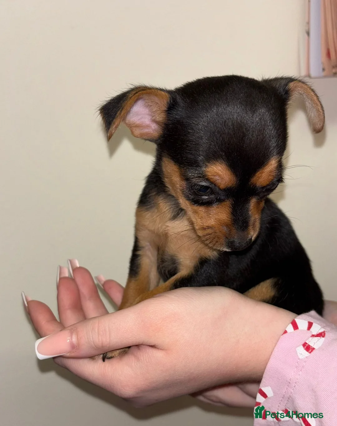 Chihuahua dogs for sale: 2 dark choc and tan male chihuahuas available  - Advert 10