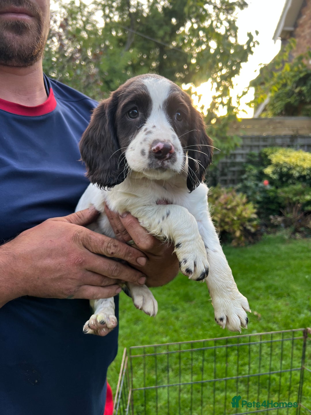 English Springer Spaniel dogs for sale: Traditional English springer spaniels  - Image 7