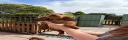 Cocker Spaniel dogs for sale: Gorgeous Golden Cockers - Advert 8