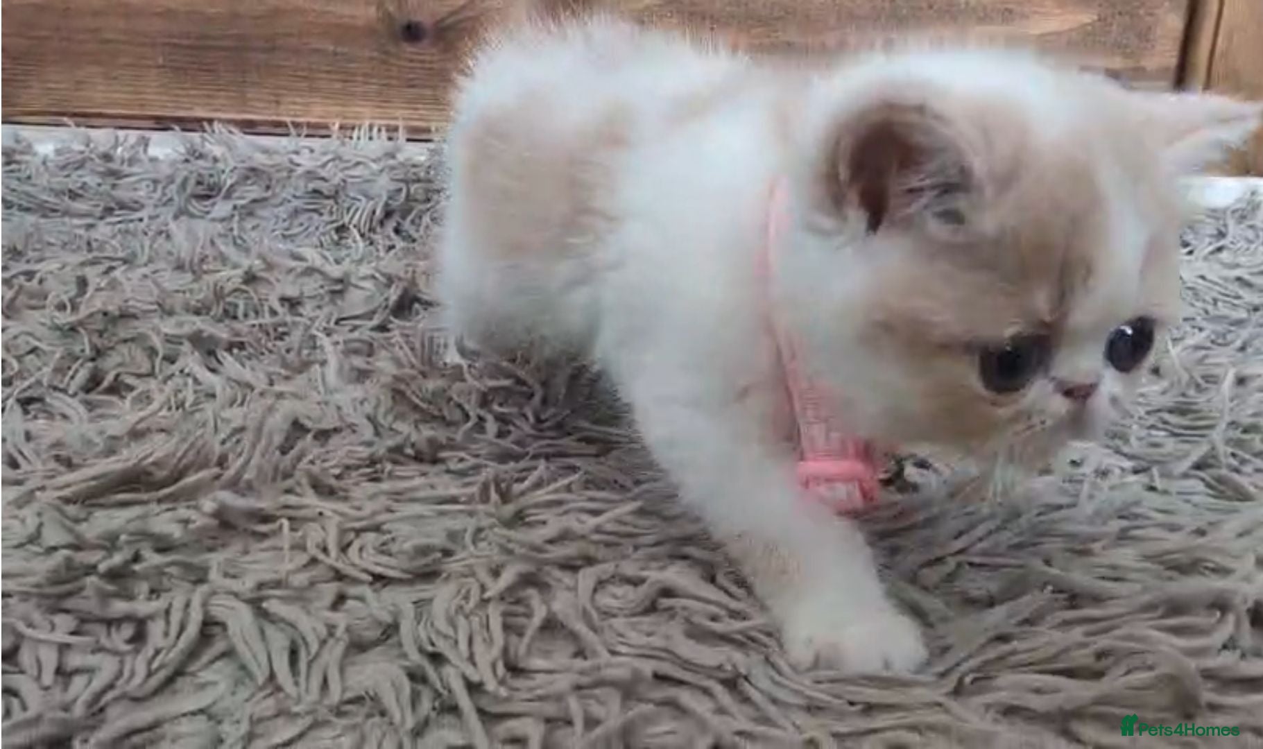 Persian cats 🐾 Beautiful Persian Kittens 🐾 - Advert 1
