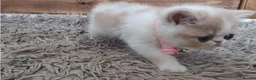 Persian cats for sale: 🐾 Beautiful Persian Kittens 🐾 - Advert 5