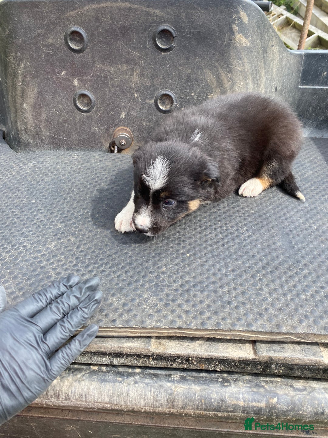 Border Collie dogs for sale: Farm bred border collie pups  - Image 1