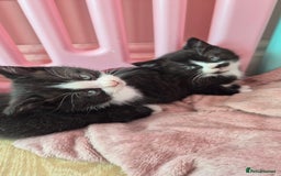 Mixed Breed cats for sale: British short hair cross  - Image 7