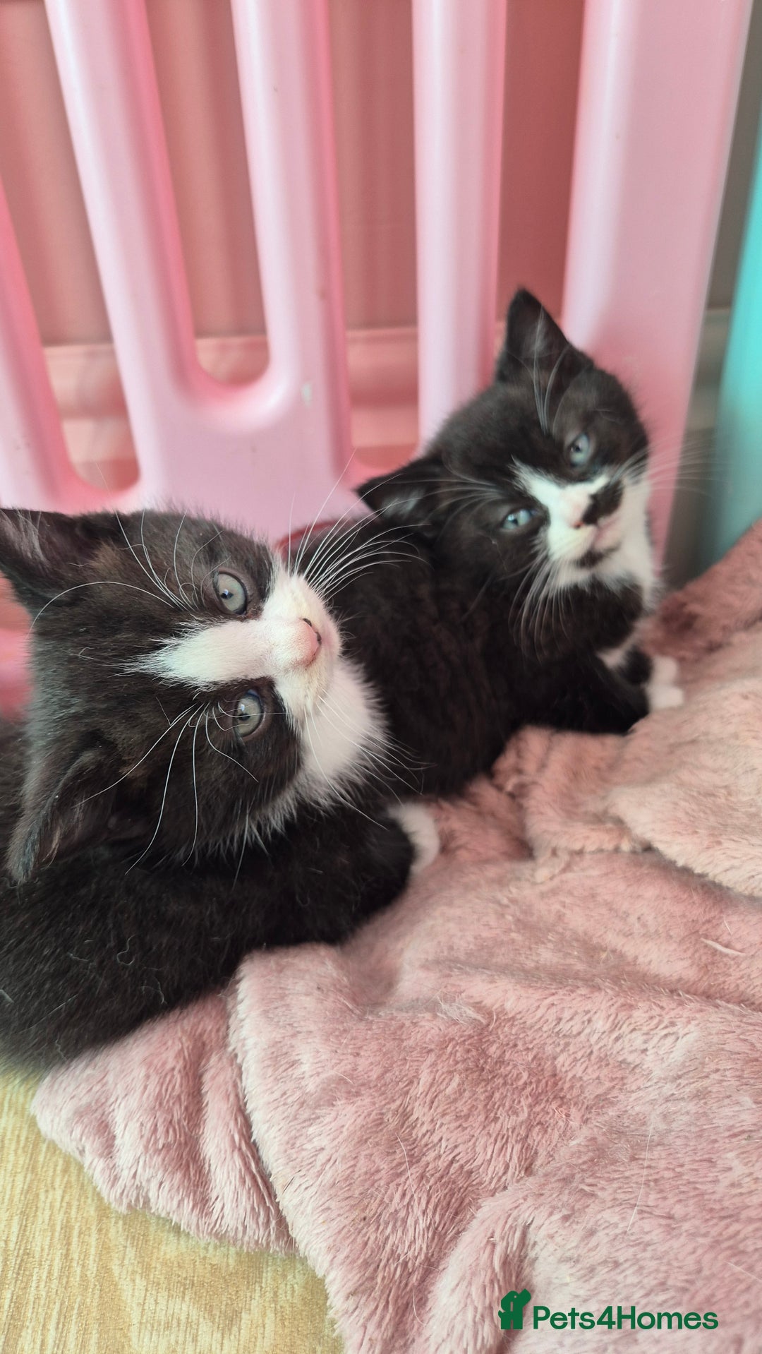 Mixed Breed cats for sale: British short hair cross  - Image 7