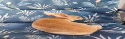 Rex rabbits for sale: Gorgeous harlequin marked mini rex girls - Advert 4