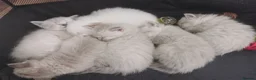 Ragdoll cats for sale: 6 beautiful floofballs 1 flame 5 bluepoint   - Advert 11
