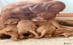 Hungarian Vizsla dogs for sale: Hungarian Vizsla - Image 8