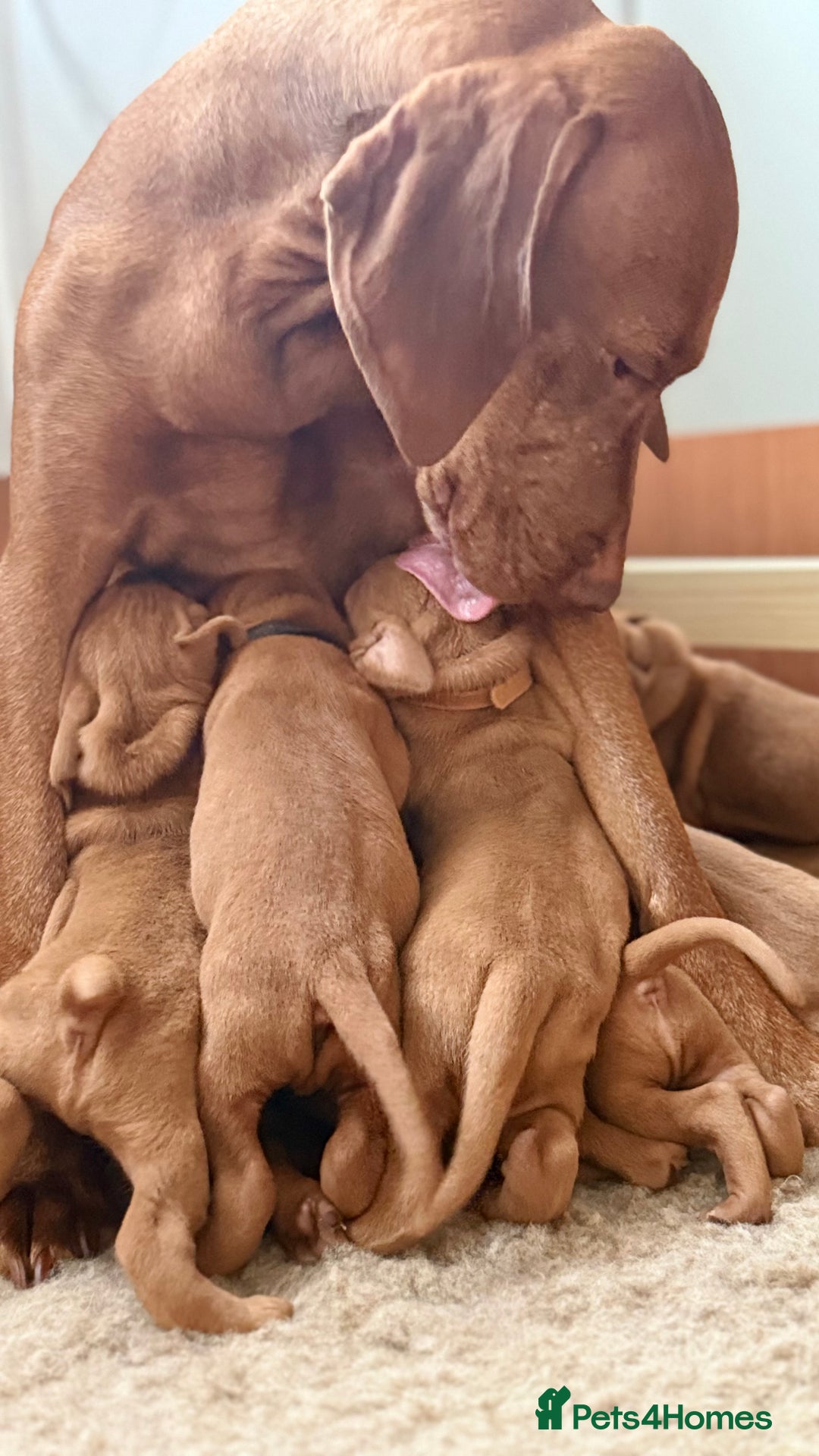 Hungarian Vizsla dogs for sale: Hungarian Vizsla - Image 8