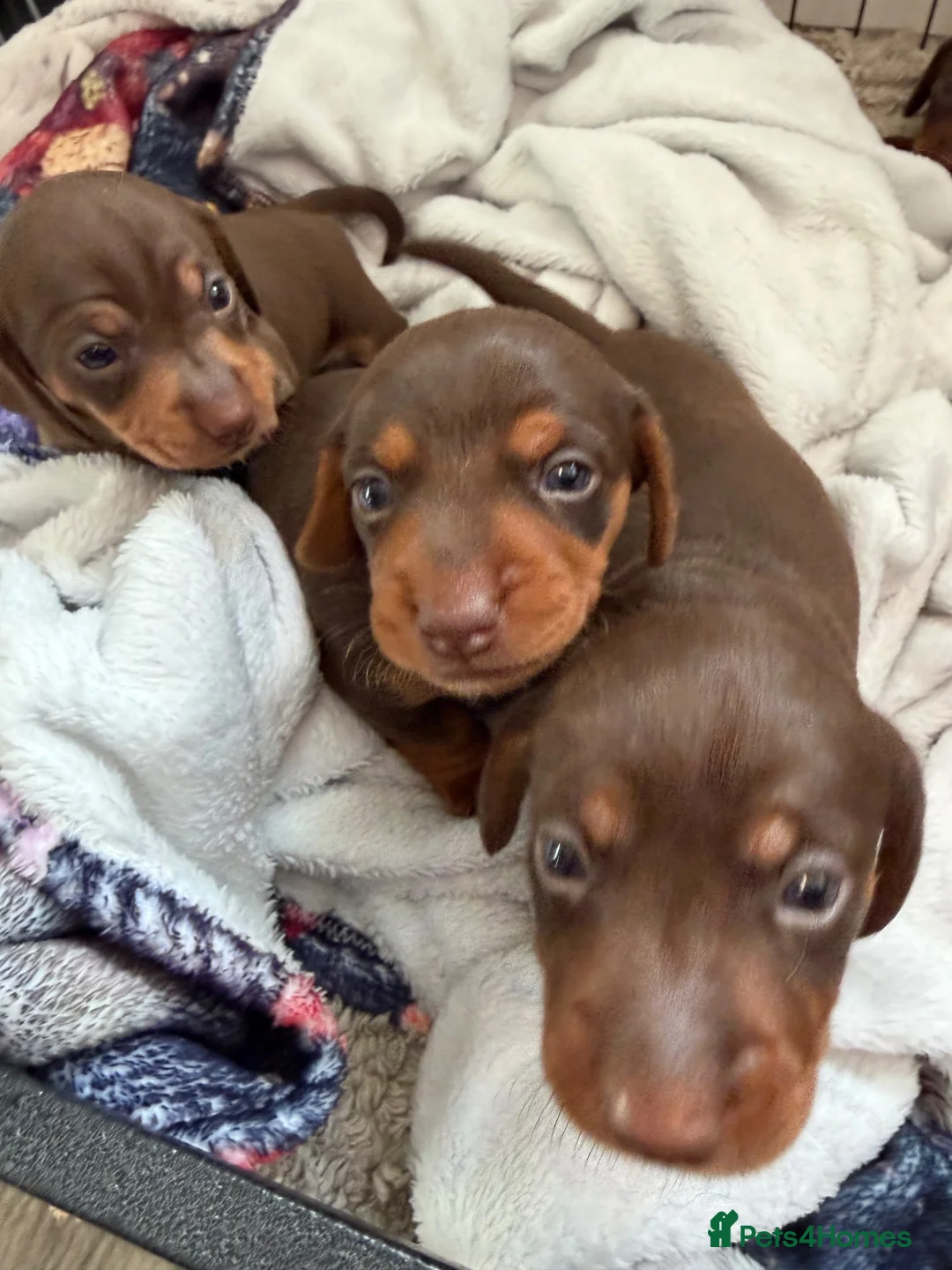 Miniature Dachshund dogs for sale: Stunning Mini Dachshund puppies for sale - Advert 2