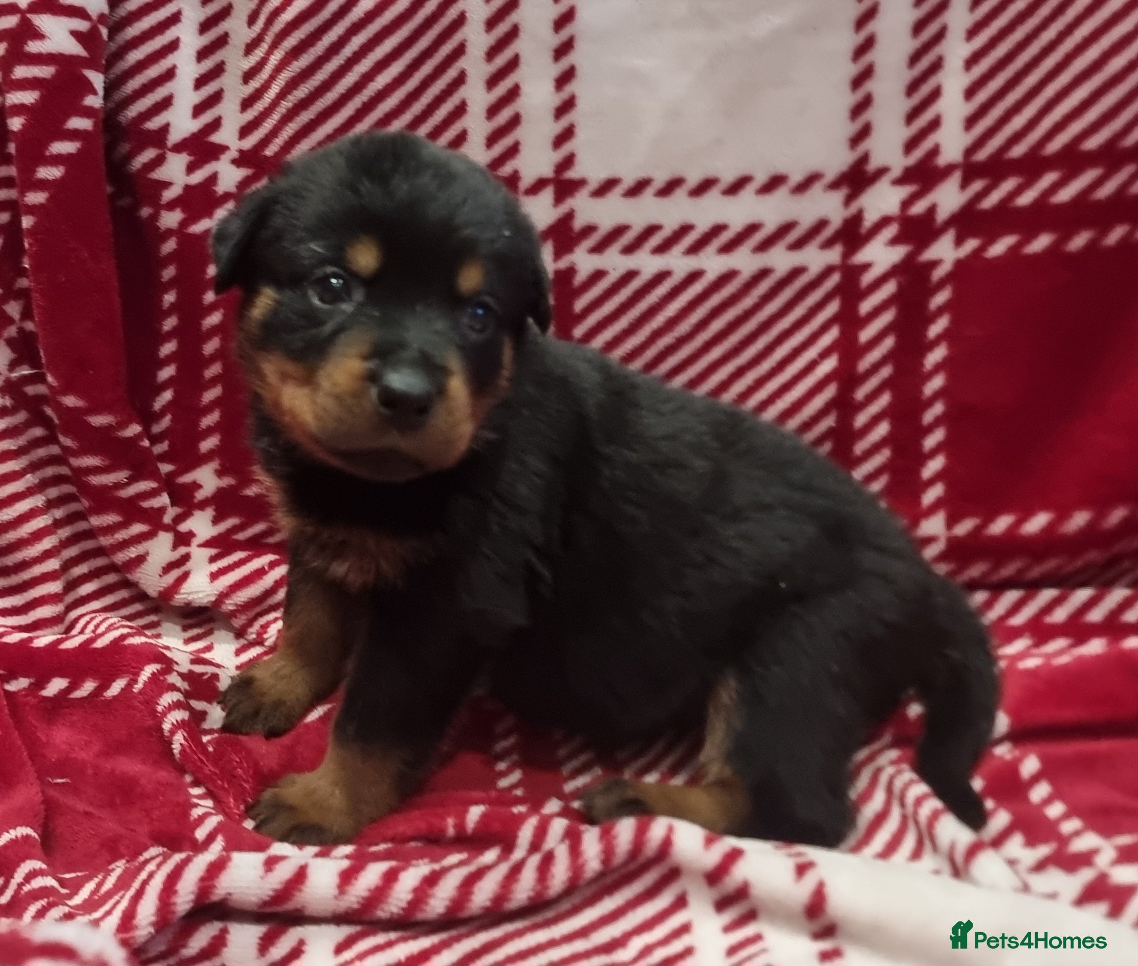 Rottweiler dogs Beautiful KC Registered Rottweiler Puppies - Advert 6