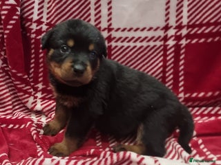 Rottweiler dogs Beautiful KC Registered Rottweiler Puppies - Advert 2