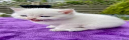 British Shorthair cats for sale: Golden, Golden Colourpoint & Silver Tipped - Advert 7