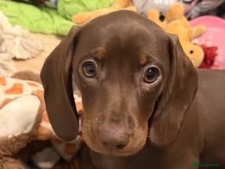 Miniature Dachshund dogs **REDUCED**PRA Clear, KC Reg Miniature Dachshund - Advert 12