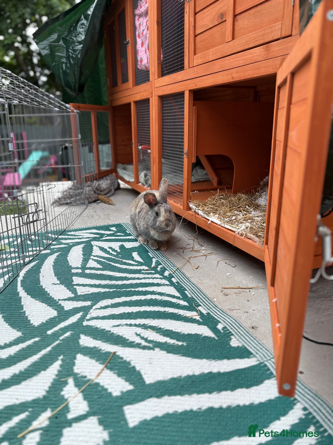 Mixed Breed rabbits for sale: Rabbit for sale - Image 7