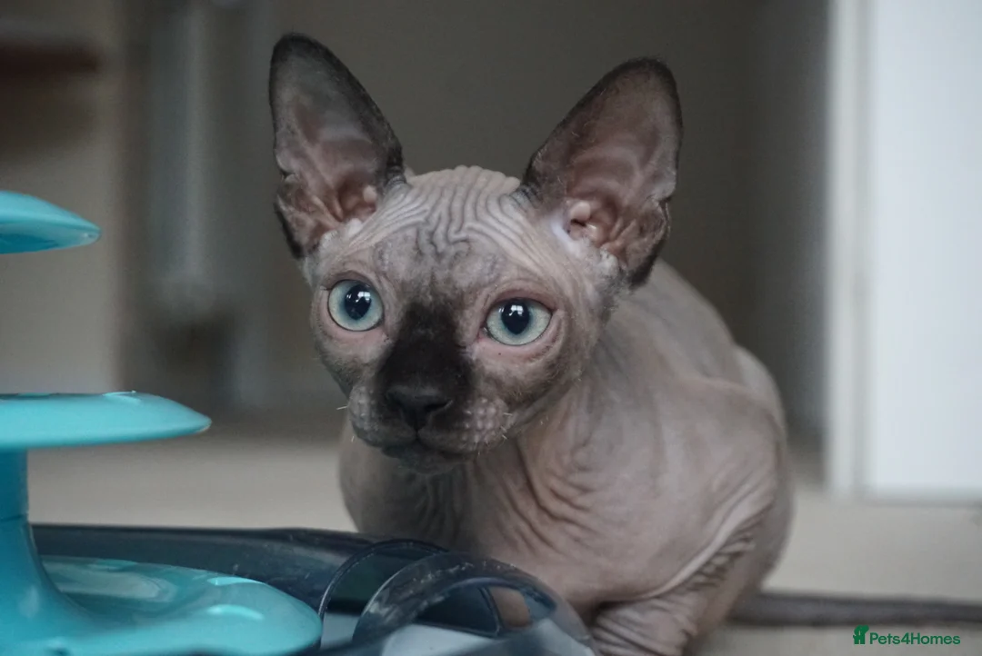 Sphynx cats for stud: Black tabby Sphynx Elf for STUD in Oldham - Advert 14