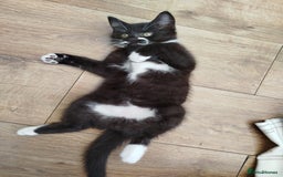British Shorthair cats for sale: Beautiful kittens  - Image 12
