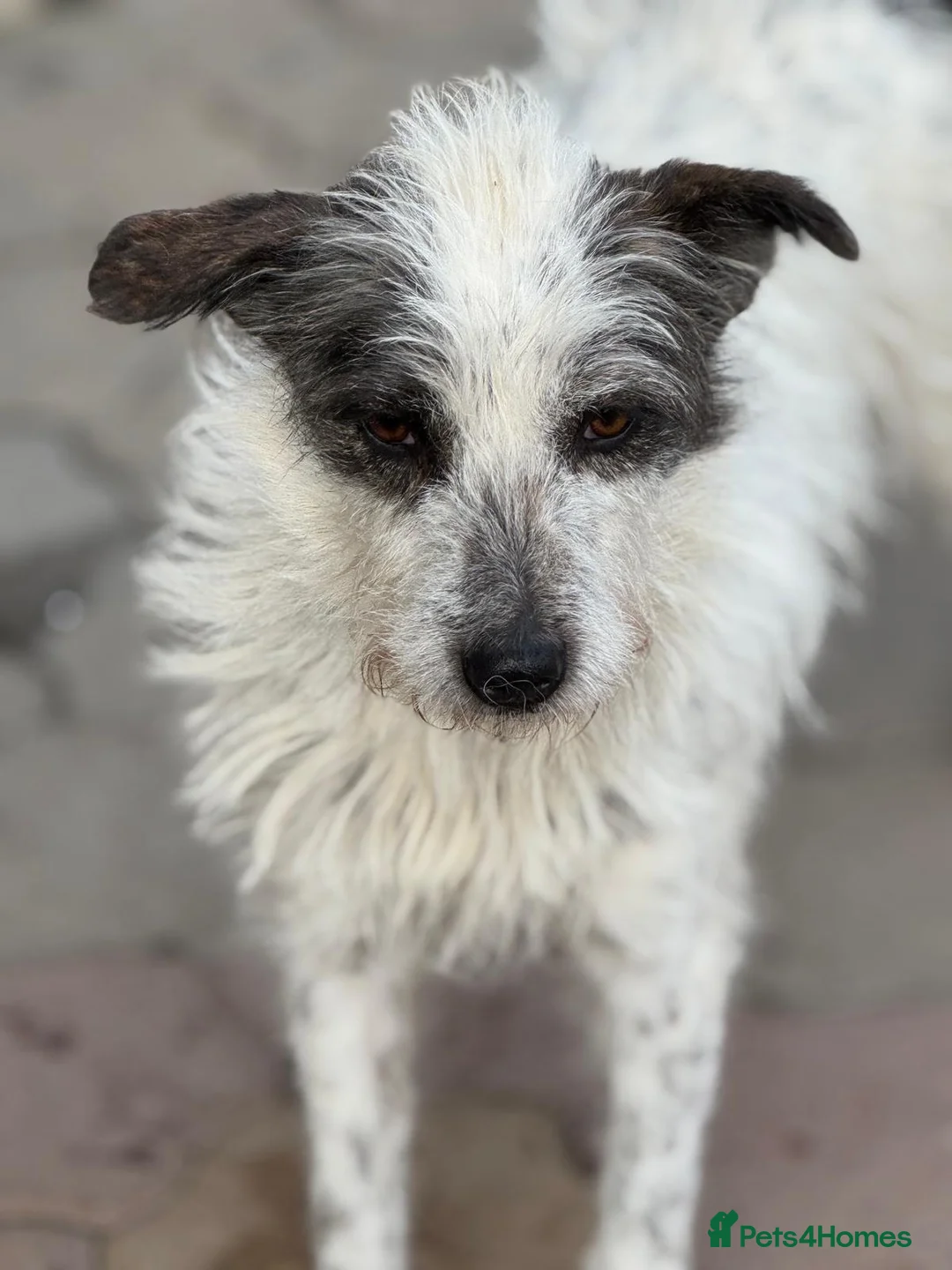 Mixed Breed dogs for adoption: 🐾MIRA🐾, a beautiful young girl for a Loving Home - Advert 6