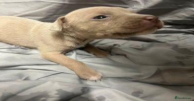 Mixed Breed dogs - Advert 15