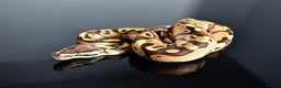 Python Snake reptiles for sale: Amazing baby ball pythons - Advert 16