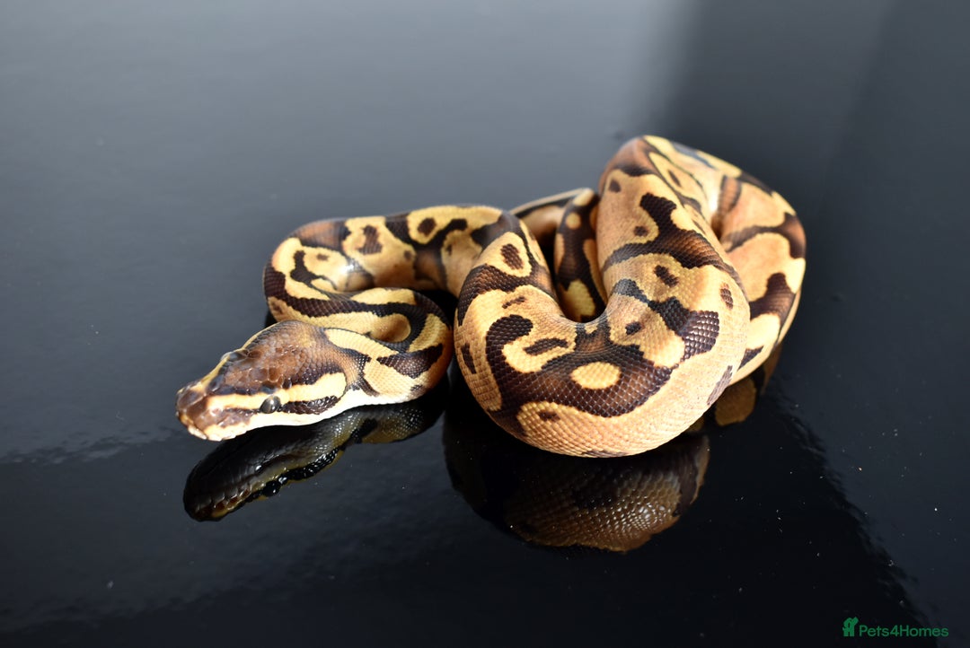 Python Snake reptiles for sale: Amazing baby ball pythons - Advert 16