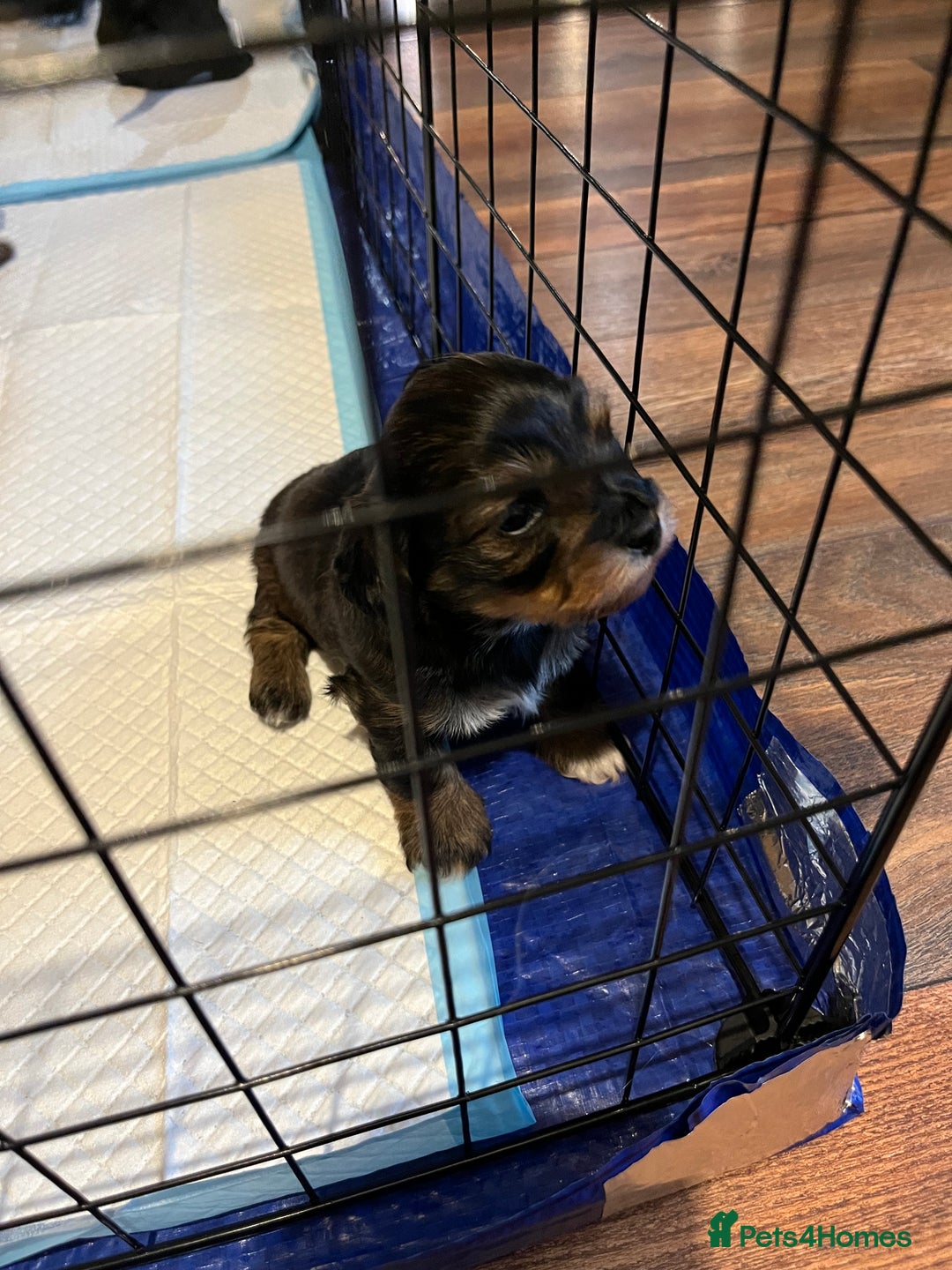 Mixed Breed dogs for sale: Beautiful Zuchon Doxies - Advert 29