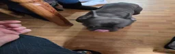 French Bulldog dogs for sale: Male French bulldog - Advert 4