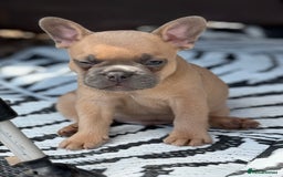 French Bulldog dogs for sale: Beautiful frenchie pups in Leeds - Image 28