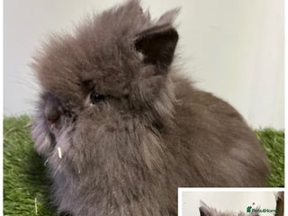 Lionhead rabbits Beautiful double mained lionheads ready soon - Advert 4