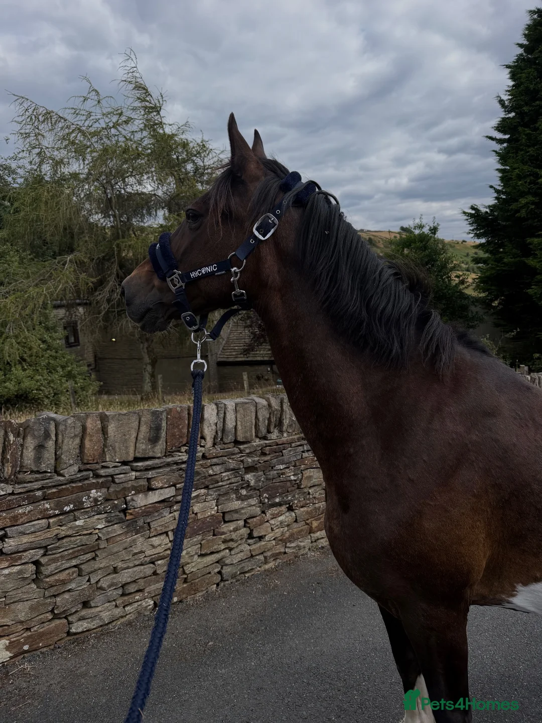 Hackney horses for sale: BAMBI in Halifax - Advert 2