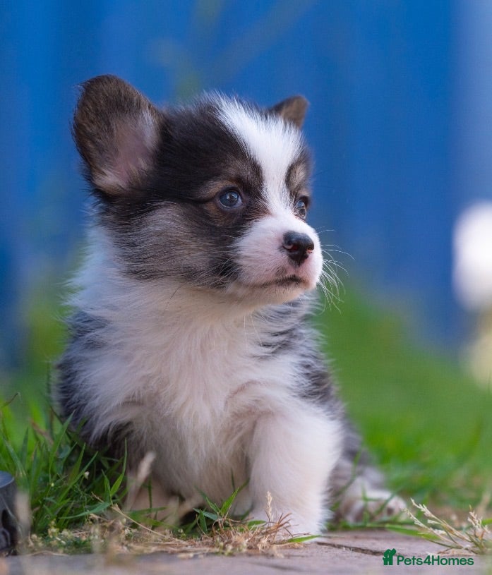 Welsh Corgi Pembroke dogs Show quality Pembrokeshire corgi READY NOW!!! - Advert 2