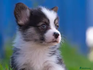 Welsh Corgi Pembroke dogs Show quality Pembrokeshire corgi READY NOW!!! - Advert 2